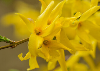 Forsythia