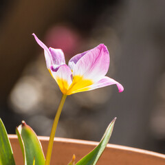 Obraz premium Catching Sunlight