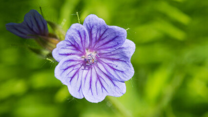 Obraz premium Small Blue Geranium