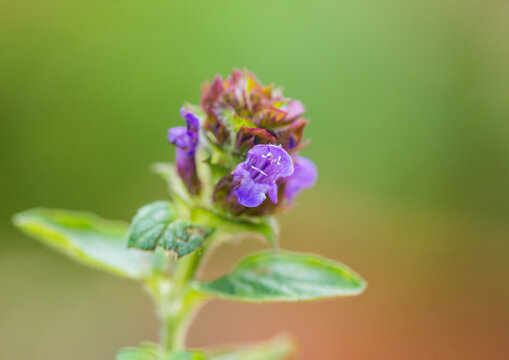 Common Selfheal