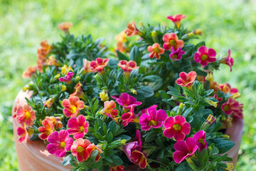 petunia (Petunia hybrida) flowers in the garden