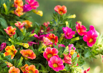 Obraz na płótnie Canvas petunia (Petunia hybrida) flowers in the garden