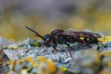 Detailed closeup on a female Early nomad cuckoo bee, Nomada leucopthalma sitting on a piece of wood