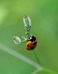 Obraz premium てんとう虫