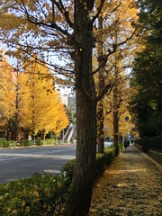 日本の冬の美しい風景　東京・芝付近の銀杏並木