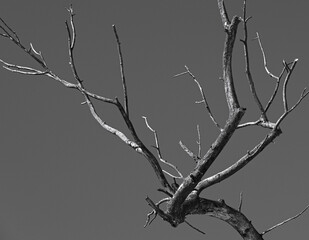 Black and white image of a branching snag. Art photo in the form of abstraction with branches of driftwood. Branches of a dead tree