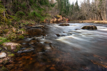 Amata river and forest in spring. (Gauja National Park, Latvia) Latvia.