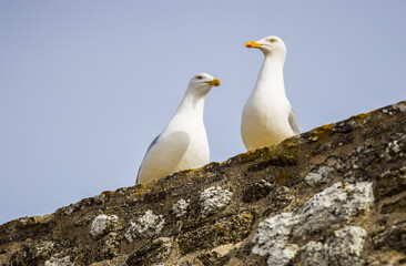 Couple de mouettes