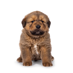 Obraz premium Adorable baby Tibetan Mastiff dog puppy, sitting up facing front. Looking towards camera. Isolated on a white background.