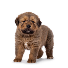 Adorable baby Tibetan Mastiff dog puppy, standing up side ways. Looking towards camera. Isolated on a white background.
