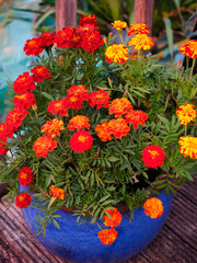 Obraz premium Portrait of vibrant orange and red flowers in a contrasting deep blue pot