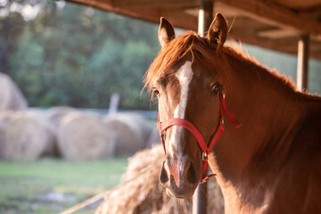 Kon, Portrait. Stable, hay. Sunset ranch. Arabian horse. - obrazy, fototapety, plakaty