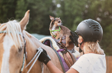 Horse riding hobby. At the ranch. Dog in the saddle. Horse rider. Equestrian. Idyllic scene in the stable in the sunshine