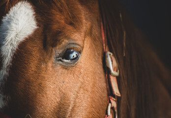 Portrait of a beautiful red horse close up. Relax no stress
