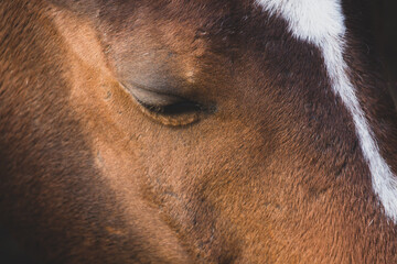 Portrait of a beautiful red horse close up. Relax no stress