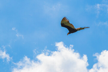 Tropical Black Turkey Vulture Cathartes aura aura blue sky Mexico.