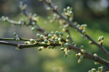 Nahaufnahme der ersten Knospen einer Kirschpflaume im Frühjahr.