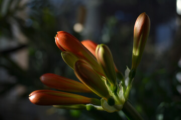 Die frühe Blüte einer Klivie in der Nahaufnahme mit Fokus auf die zentral beleuchtete Blüte die...