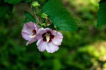 Petunias, also called tobacco flowers, or summer flowers 19