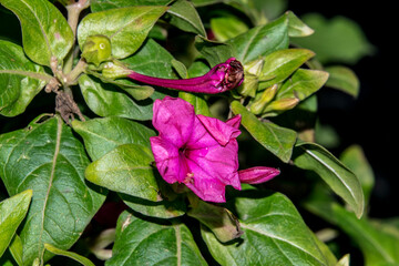 Petunias, also called tobacco flowers, or summer flowers 13