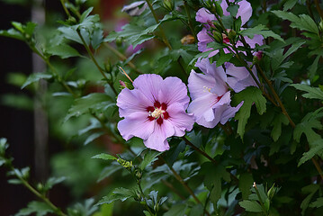 Petunias, also called tobacco flowers, or summer flowers 5