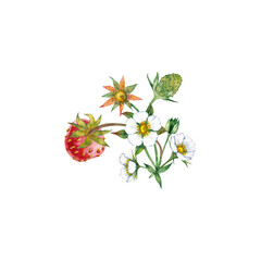 Strawberries  with flowers on stem. Red and green natural berries. Seasonal garden plant. Watercolor hand painted isolated element on white background.