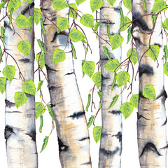 Illustration of summer forest birch trees with leaves, branches and catkins. Realistic young grove. Watercolor hand painted isolated element on white background.