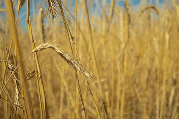 landscape field of ripening wheat against blue sky. Spikelets of wheat with grain shakes wind. grain harvest ripens summer. agricultural farm healthy food business concept. environmentally organic