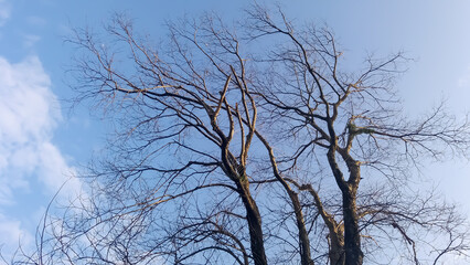 Obraz premium Bogor, West Java, Indonesia - July 12, 2020 : Dead tree in an empty house that has been abandoned by its owner for a long time.