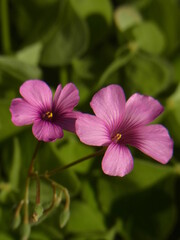 Fototapeta premium Exif_JPEG_PICTURE