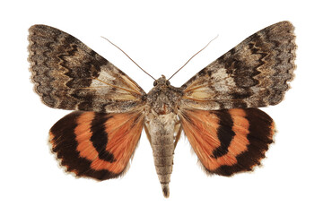 Obraz na płótnie Canvas Moth - The red underwing (Catocala nupta) isolated on white