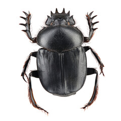 Beetle - sacred scarab (Scarabaeus sacer) isolated on white - obrazy, fototapety, plakaty