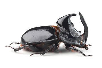 Rhinoceros beetle (Trichogomphus simson) isolated on white