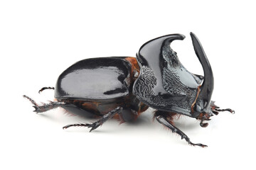 Rhinoceros beetle (Trichogomphus simson) isolated on white - obrazy, fototapety, plakaty