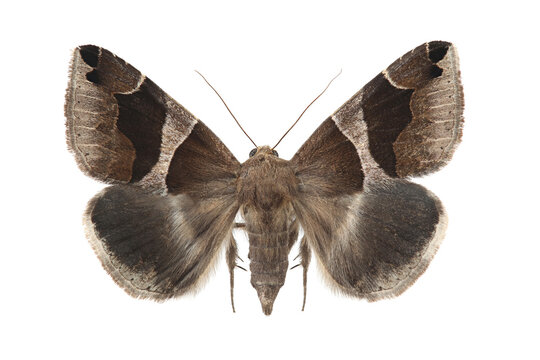 Moth - the passenger (Dysgonia algira) isolated on white