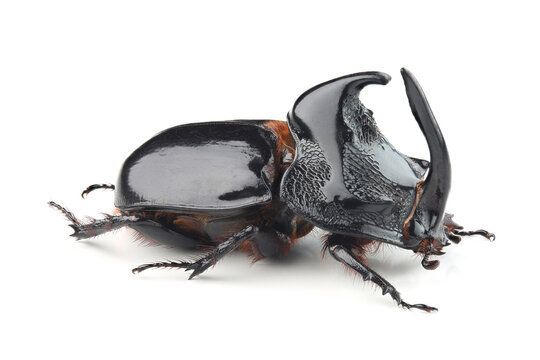 Rhinoceros beetle (Trichogomphus simson) isolated on white