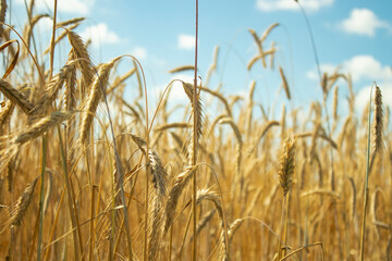 landscape field of ripening wheat against blue sky. Spikelets of wheat with grain shakes wind. grain harvest ripens summer. agricultural farm healthy food business concept. environmentally organic