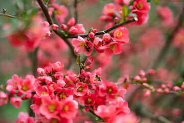 Der Frühling steht vor der Tür ALLES BLÜHT