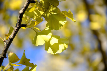 風景素材　秋陽を浴びて綺麗なイチョウの葉