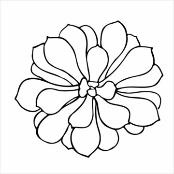 Black and white vector illustration with succulents in sketch style. For any your designs and decors. Suitable for making patterns, postcards, labels, packaging, covers and more.