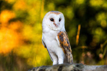 Barn Owl with Autumn background of yellow and orange