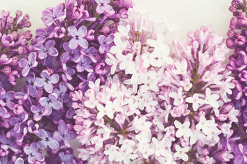 Pink purple lilac background, lilac blossoms closeup