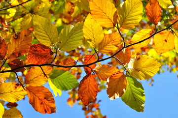 Hojas de colores en ramas con fondo de cielo  