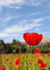 Naklejka premium Amapola abierta con fondo de hierba más amapolas y cielo azul con nubes