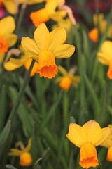 orange flowers in the garden