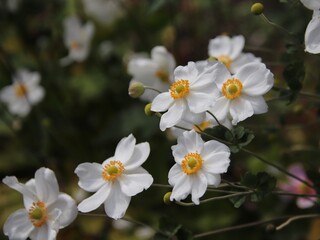 Fototapeta premium white and yellow flowers