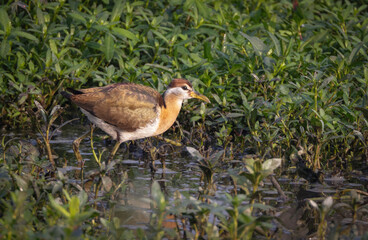 bronze-winged jacana (juvenile).