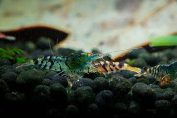 Nice blue Tiger Orange eyes shrimp in freshwater tank aquarium pets