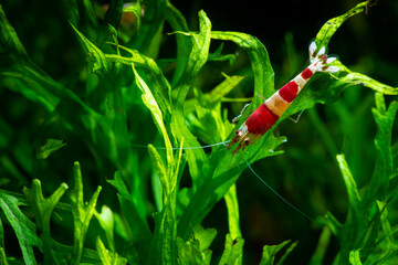 Crystal red shrimp swarm eat aquarium pets hobby nature wild life