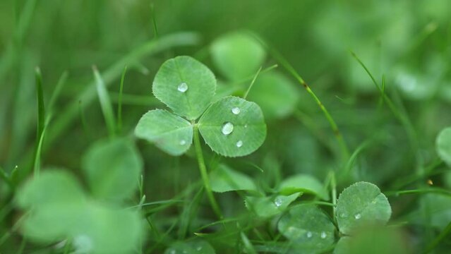 fresh green clover leaves in sunny summer day with tiny water drop from morning dew, three clover leaf in green grass, natural background for Ireland happy st.Patrick's day holiday celebration, four 
